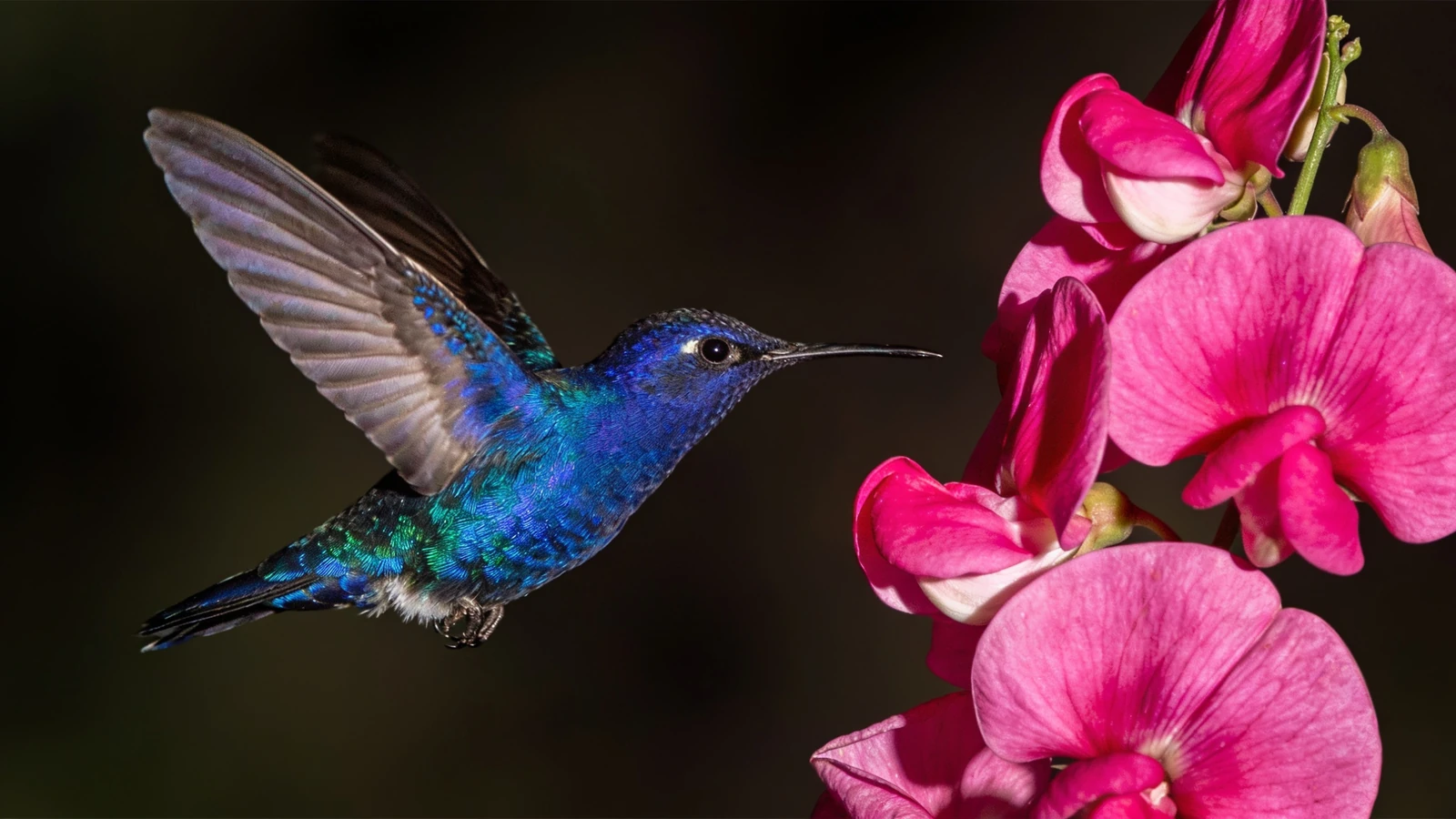 MiniMax H3 native 2K hummingbird and pink flowers detail