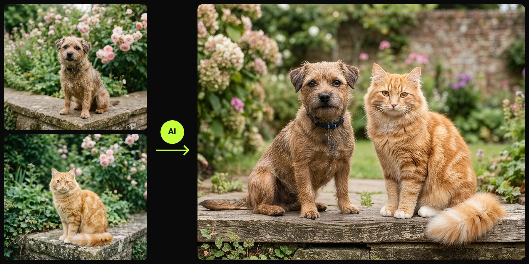 Two separate pet photos merged into one finished frame